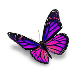 purple monarch butterfly - 582003794