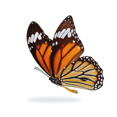 Beautiful  monarch butterfly