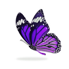 Beautiful monarch butterfly