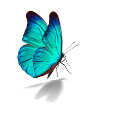 Beautiful blue butterfly