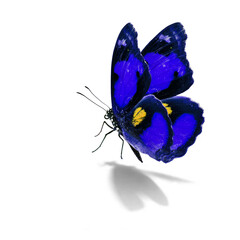 blue pansy butterfly