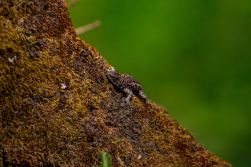 lizard on a branch