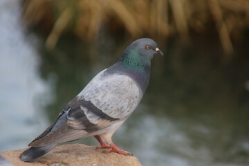 pigeon by the lake