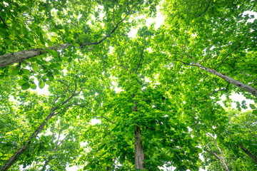 Fototapeta premium Teak Tree Forest (Tectona grandis). This tree has a wide elliptical leaf. The tree can be tall and large.
