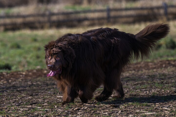 2023-03-14 A BROWN COATED NEWFOUNDLAND DOG WALKING IN A OFF LEASH AREA AT THE MARYMOOR PARK IN REDMOND WASHINGTON