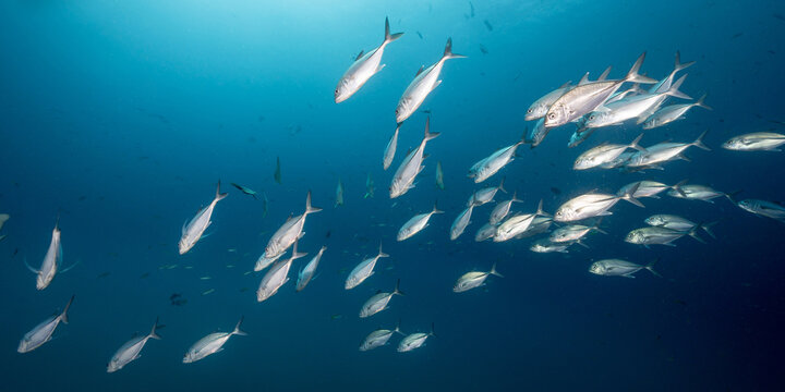School of Jack fish or jackfish in the blue ocean. Group of Jacks swimming together in the Gulf of Thailand. Marine life and underwater conservation. World ocean day concept