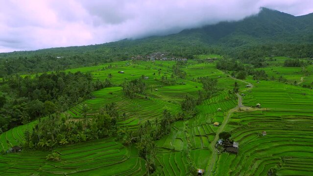 Aerial view of Jatiluwih Rice Terrace panoramic hillside in Bali.