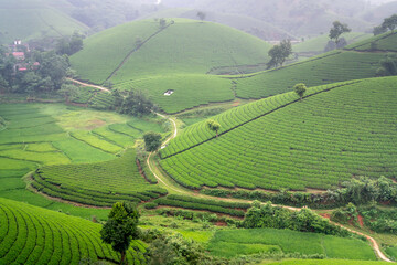 Long Coc tea hill, Phu Tho province, Vietnam in an morning. Long Coc is considered one of the most beautiful tea hills in Vietnam, with hundreds and thousands of small hills