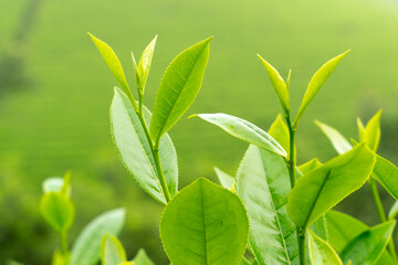 Fototapeta na wymiar Close up shot of hands of holding the good freshly picked tea leaf. Green tea leaves picking up.