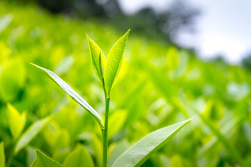 Close up shot of hands of holding the good freshly picked tea leaf. Green tea leaves picking up.