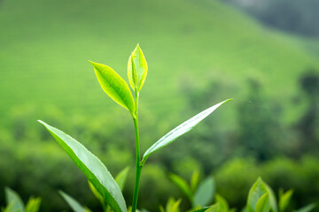 Close up shot of hands of holding the good freshly picked tea leaf. Green tea leaves picking up.