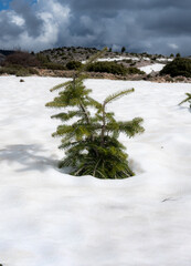A small fir tree covered with snow in the mountain.