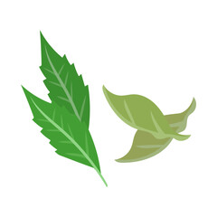 カレーリーフ。フラットなベクターイラスト。
Curry leaf. Flat designed vector illustration.