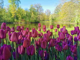 Tulip Festival on Elagin Island in St. Petersburg. A flower garden with lilac tulips of the Purple Flag variety against the backdrop of a pond, trees with young leaves and a blue sky.