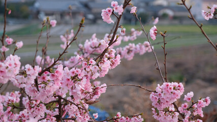 ピンク色に満開に咲いた早咲きの桜