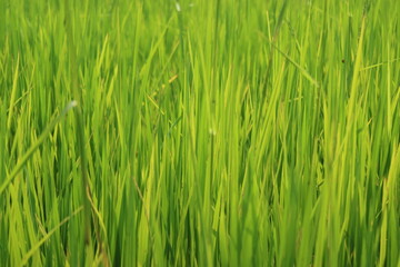 Fototapeta na wymiar green rice field background 