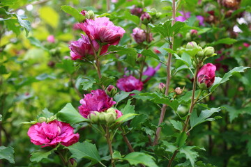 hibiscus ketmia hibiskus róża chińska