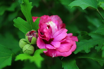 hibiscus ketmia hibiskus róża chińska