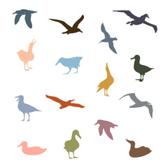 Albatross Bird Icon. Colorful Seagulls Vector Illustration