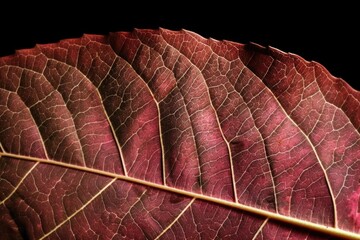 a close up of a reddish colored tree leaf. Generative AI