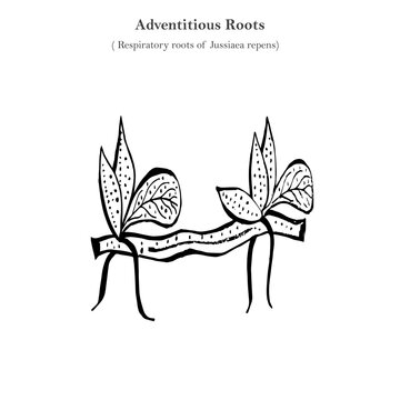Adventitious roots, respiratory roots of Jussiaea Repens, botany concept