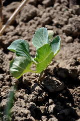 cabbage seedling