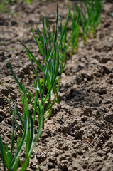 A bed of garlic in the ground