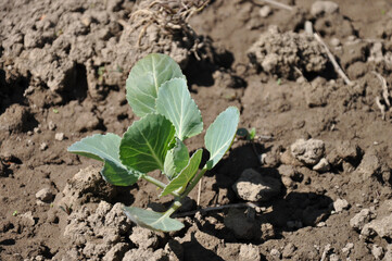 cabbage seedling