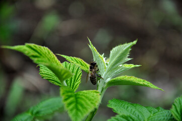 Young shoots of raspberries and a bee