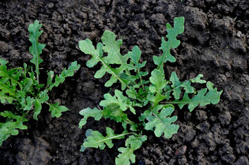 Arugula bush in the ground