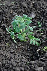 Bush of tomato seedlings