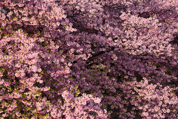 乙川河津桜