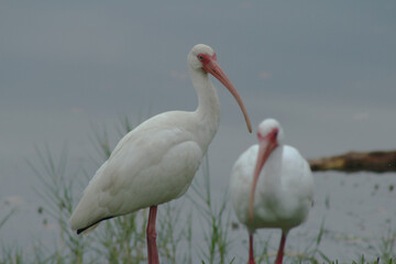 Close -up shot of two white ibis birds.