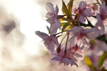 河津桜