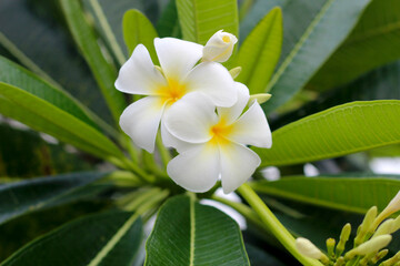 White plumeria flower on the tree