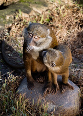 Obraz premium Monkeys