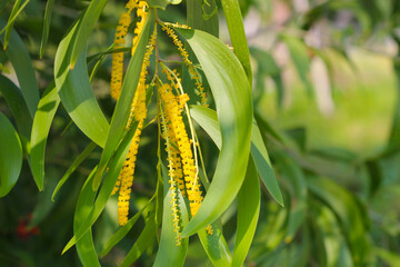 Auri, Earleaf acacia, Earpod wattle. (Acacia auriculiformis)