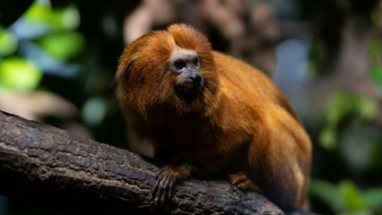 Obraz premium Golden Lion Tamarin looking very calm