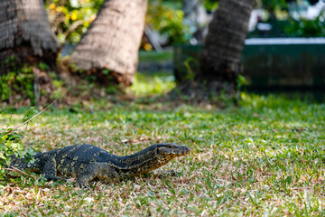 Naklejka premium Wild varan walking on grass 
