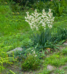 Yucca flowers blossom in the yard during the summer.