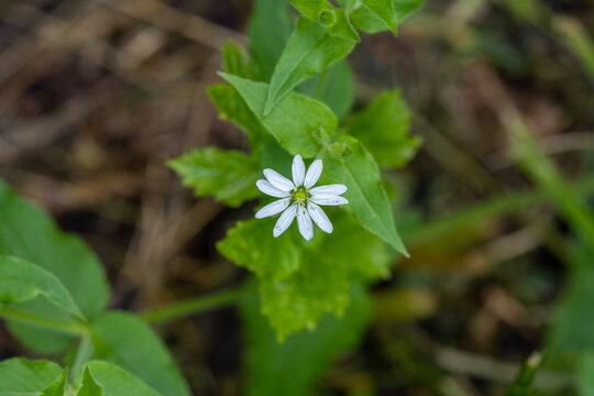 Giant Chickweed (Myosoton aquaticum) blooms in the spring and summer.