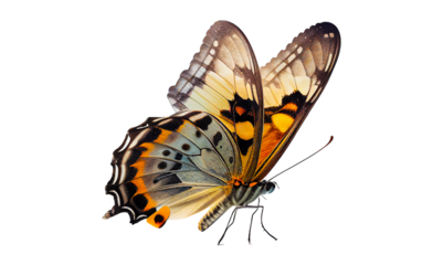 butterfly isolated on white, transparent background, PNG, generative ai