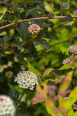 Summertime blooming of the common Ninebark blossom in a field (Physocarpus opulifolius)