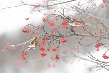 Eating the rowan berries, Fieldfares in the autumn season (Turdus pilaris)