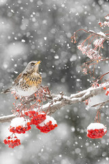 Fine art portrait among the snowflakes, the Fieldfare (Turdus pilaris)