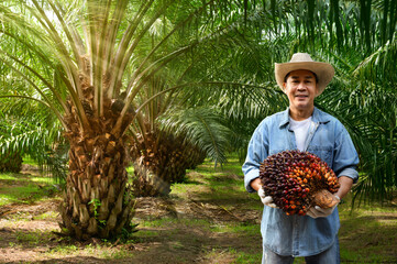 Asian man holding large palm oil bunch with palm plants background.