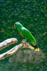 Pajaros Loros