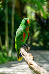 Pajaros Loros