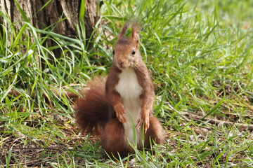 beautiful portrait of a squirrel