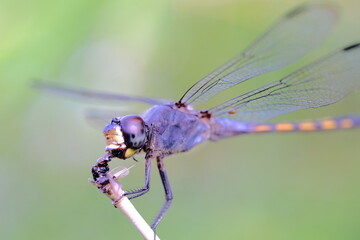 close up of a dragonfly